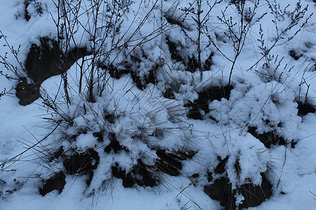 覆盖着雪雪的松树枝 冬季风景图片