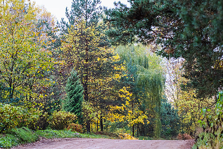 美丽的秋天森林和道路 明亮的黄树叶 自然背景 树木 小路图片