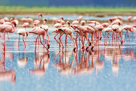 各种粉红火烈鸟 肯尼亚国家公园 反射 水禽 荒野图片