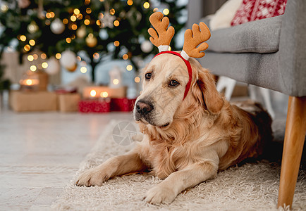 圣诞时金色猎犬 庆典 说谎 派对 快乐的 哺乳动物 圣诞老人 十二月图片