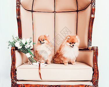 婚礼花束和一对可爱的狗坐在王位上图片