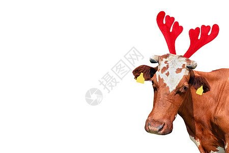 圣诞节有趣的红色和白色斑点母牛在白色背景下被隔离 圣诞驯鹿鹿角头带中的奶牛肖像 牛角 新年图片