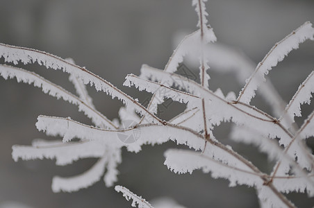 冻结 冰 玻璃 温度 天气 车道 雪 森林图片