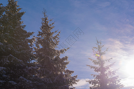 日落时森林冬季景观 雪 假期 阳光 降雪 霜图片