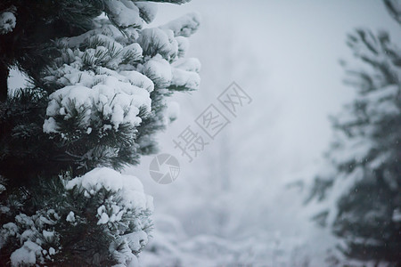 圣诞节 长青松树 覆盖着清雪 霜 冬天 假期图片