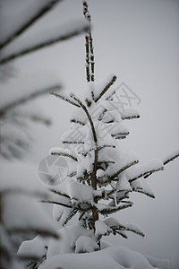 圣诞节 长青松树 覆盖着清雪 冬天 假期 自然图片