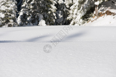 雪雪背景 圣诞节 蓝色的 美丽的 寒冷的 寒冷 森林图片