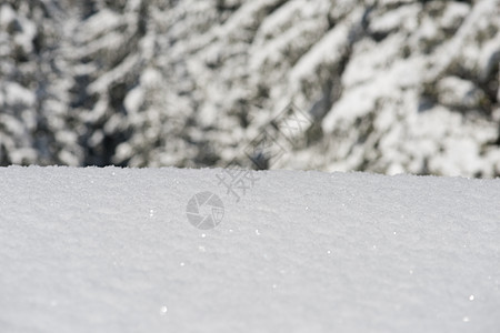 雪雪背景 假期 寒冷的 树 云 美丽的 冷杉 霜图片