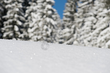 雪雪背景 森林 天气 降雪 霜 户外 树 冷杉图片