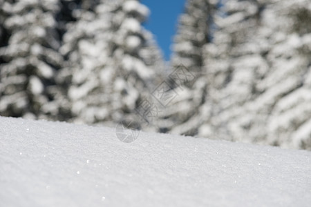 雪雪背景 晴天 树 冰冷的 自然 雪堆 早晨 假期 户外图片