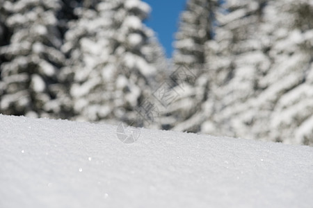 雪雪背景 户外 森林 山 冰 云杉 美丽的 圣诞节 树图片