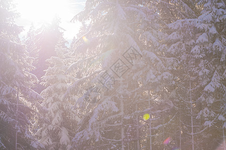 日落时森林冬季景观 松树 云杉 霜 阿尔卑斯山 假期 太阳图片
