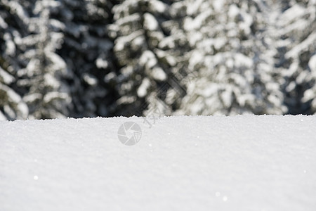 雪雪背景 季节 雾凇 树 霜 圣诞节 假期 云杉图片