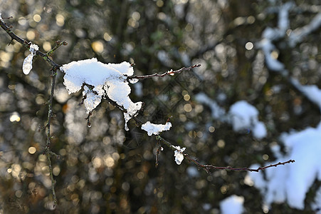 冬天的风景 树枝上的冰霜 美丽的冬季季节性自然背景 雪松 针叶图片