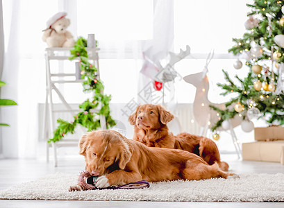 圣诞节时的拖车回收犬 宠物 舒适 圣诞老人 哺乳动物 犬类图片