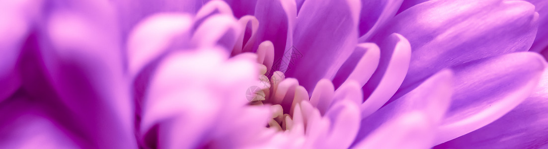 抽象花卉菊花 假日品牌设计的宏花背景 艺术图片