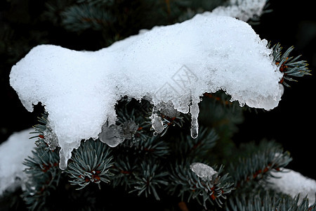 冬天的自然背景多彩 树上的雪枝 冰 雪花 冻结图片