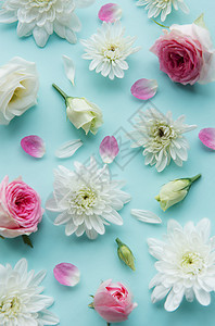 粉色和白色的花朵 在面贴蓝色背景图片