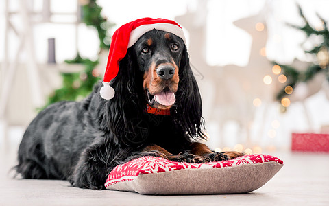圣诞节时戈登·斯康特 甜的 前夕 犬类 礼物 假期图片