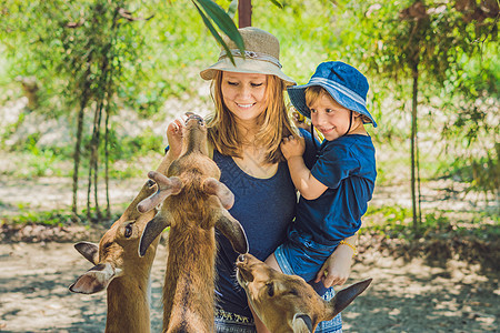 母亲和儿子用热带动物园的手喂养美丽的鹿 野生动物图片