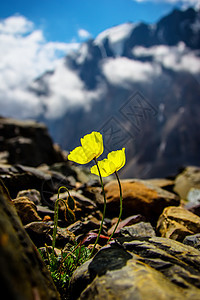 阿尔卑斯山岩石上的黄花图片