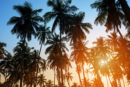 椰子棕榈树在多彩的日光下休眠图片