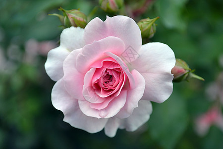 粉红的玫瑰 开阔的萌芽图片