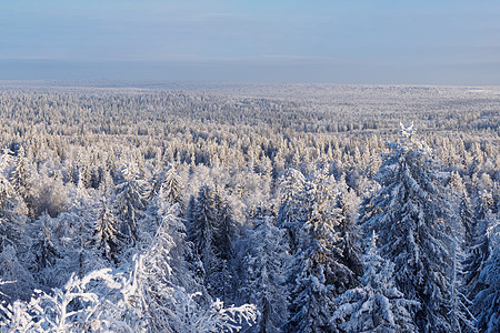 美丽的冬天风景 乌拉尔冬季森林中埋有雪的树木 十二月 针叶林图片