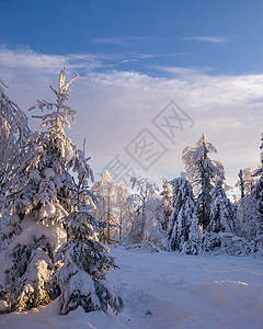 美丽的冬天风景 乌拉尔冬季森林中埋有雪的树木 西伯利亚图片