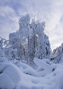 美丽的冬天风景 乌拉尔冬季森林中埋有雪的树木 木头 天空图片