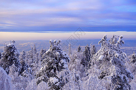 美丽的冬天风景 乌拉尔冬季森林中埋有雪的树木 假期 精彩的图片