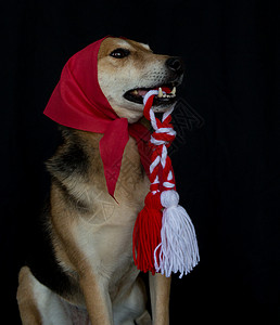 一只满嘴红斑马和玛特尼察的狗狗肖像 丝带 绳索图片