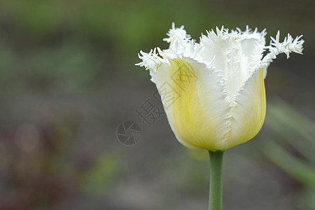 模糊背景上的白黄郁金香郁金香花芽 墙纸 花园图片