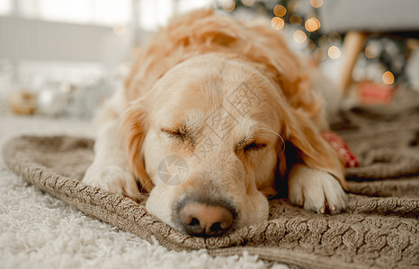 黄金寻金犬 好玩的 庆典 犬类 圣诞节 哺乳动物 毛皮 树图片