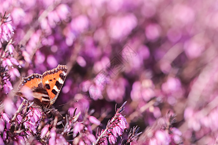 花朵和春天花园的蝴蝶 宏观 高山 植物群 环境图片