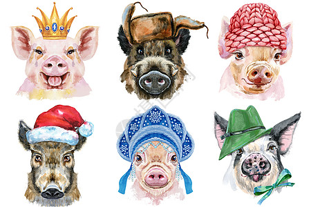 一组猪肖像 白色背景上的动物水彩色插图 自然图片