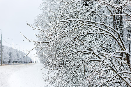 培训机构近距离观察雪覆盖的裸树枝叶 背景中冬季道路模糊不清;在背景