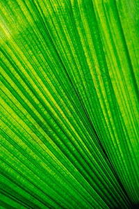 热带叶子五颜六色的花在黑暗的热带叶子自然背景深绿色叶子自然 绿色植物 假期图片