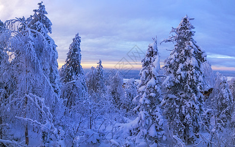 美丽的冬天风景 乌拉尔冬季森林中埋有雪的树木 雄伟 自然图片