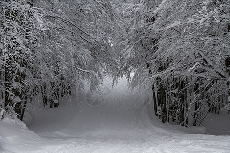 夏亚蒙特凯奥蒂扎诺帕尔马有树木的雪地景观 寒冷的 山图片