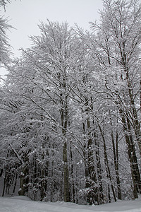 夏亚蒙特凯奥蒂扎诺帕尔马有树木的雪地景观 松树 旅行图片