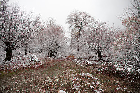 山上的冬天树木覆盖着新雪 美丽的风景 树枝被雪覆盖 在高加索的山路 阿塞拜疆 冰 顶峰图片