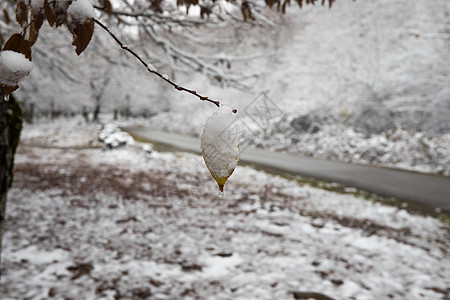 被雪压着的树枝自然天空高清图片