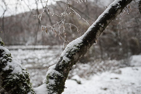 山上的冬天树木覆盖着新雪 美丽的风景 树枝被雪覆盖 在高加索的山路 阿塞拜疆 圣诞节 寒冷的图片