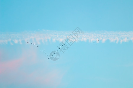 成群的野鸟在蓝天的楔形中飞翔 阳光下有白色和粉红色的云彩 天气 气象图片