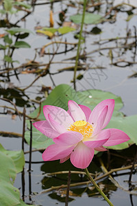 池塘中的粉红莲花 美丽 自然 珠子 夏天 水 生活图片