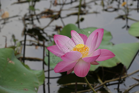 池塘中的粉红莲花 宋卡 晴天 植物 紫色的 水 圣洁图片