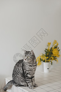 在家的白色背景下 有趣的猫和米莫萨树枝 卡片背景图片