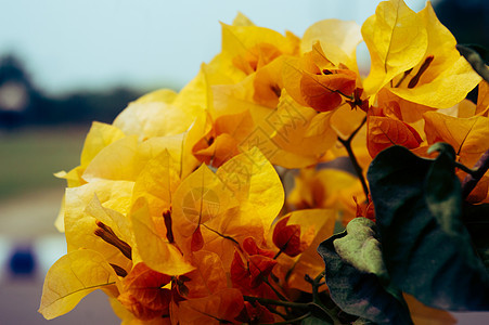 黄色花朵多彩的装饰性葡萄树植物关闭 高角度视图 与绿叶隔绝 自然背景 植物学 植物群图片