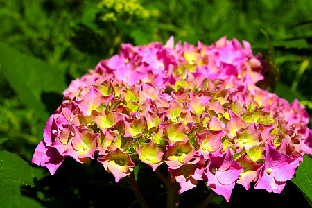 夏天在花园里种着花朵的花枝图片